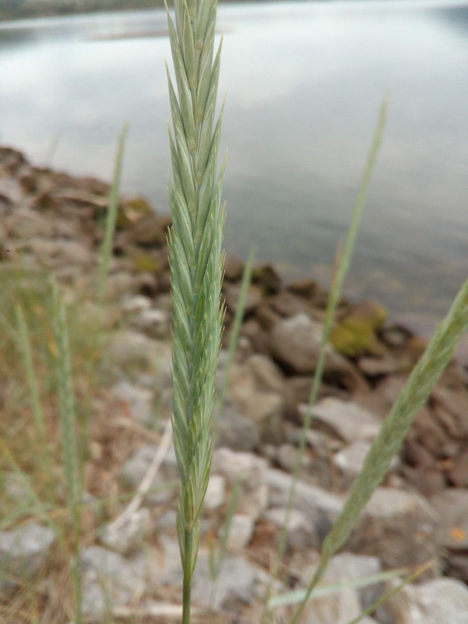 Elytrigia x drucei — houseplant care guide