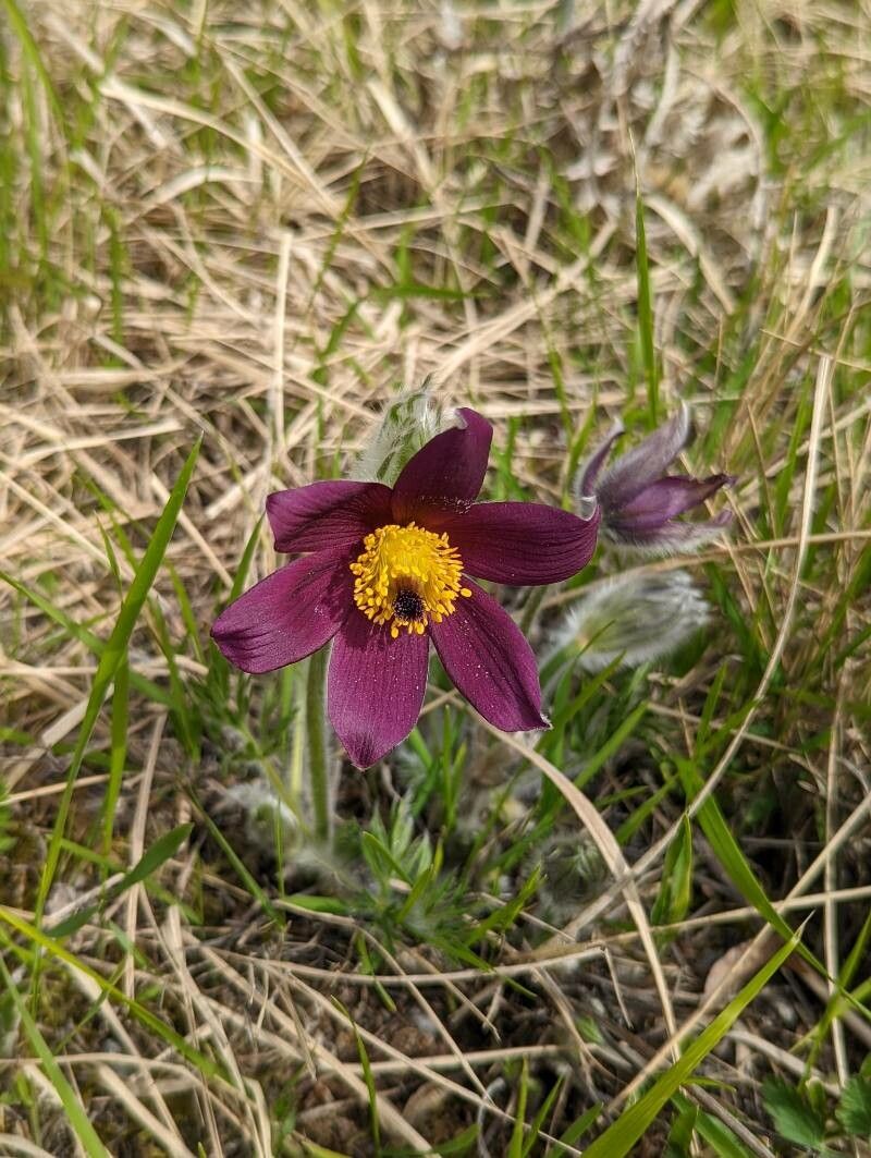 Anemone patens habit