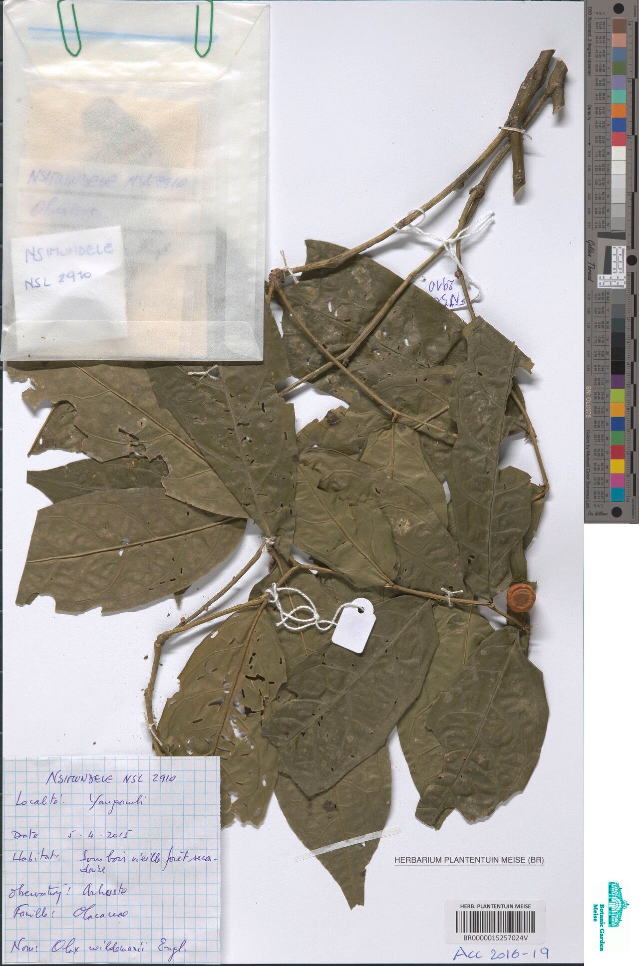 Olax wildemanii — houseplant care guide