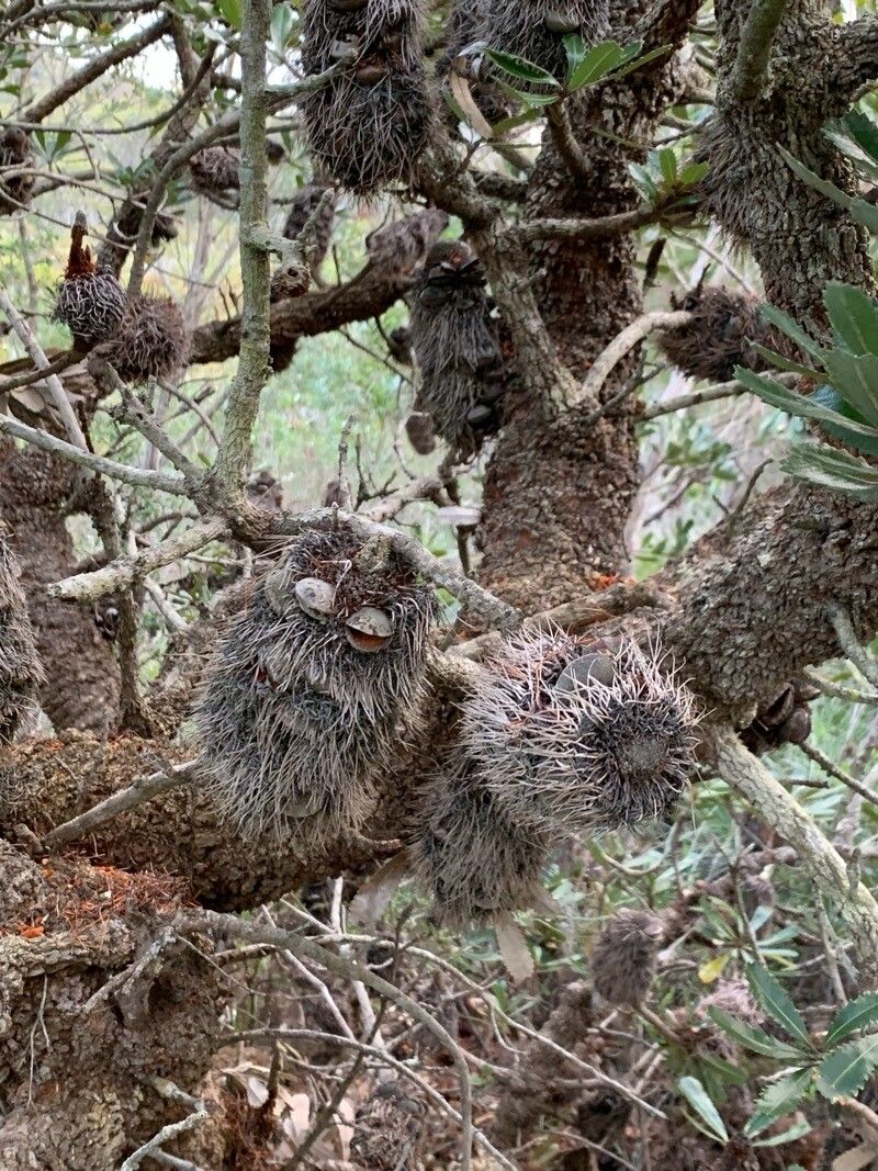 Banksia serrata fruit