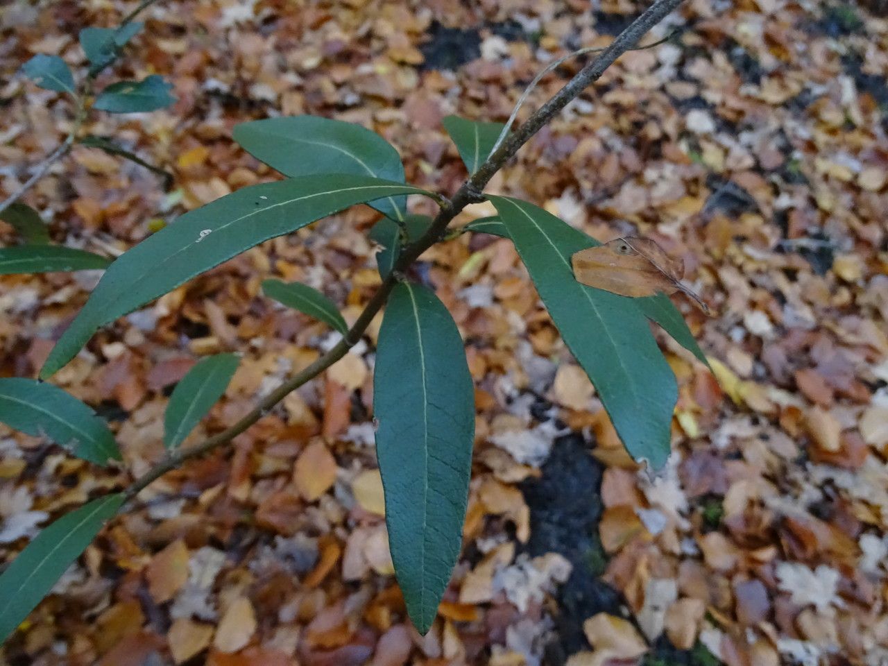 Quercus hypoleucoides — houseplant care guide