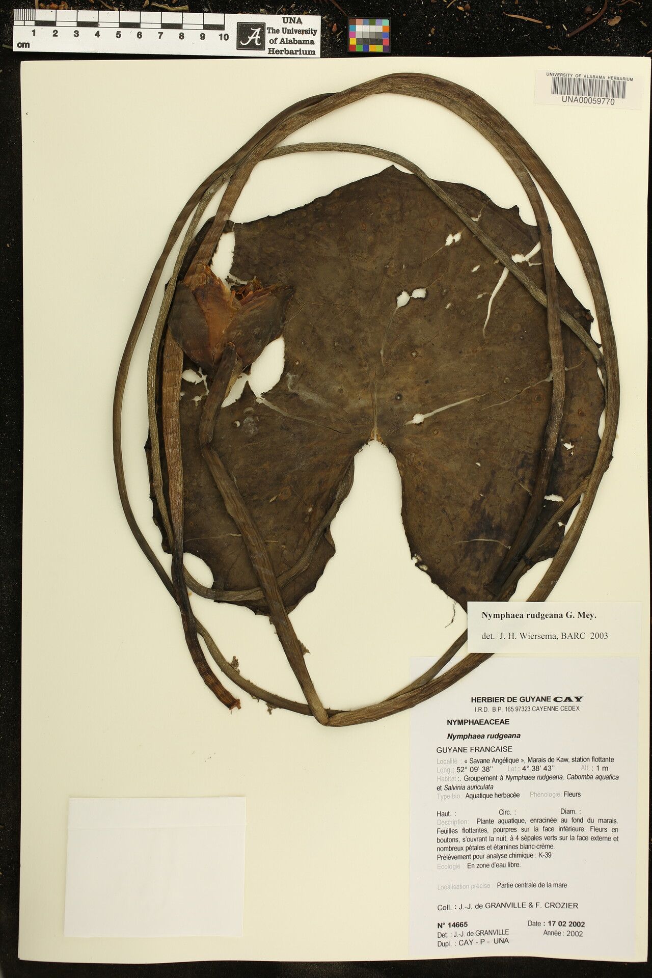 Nymphaea rudgeana other