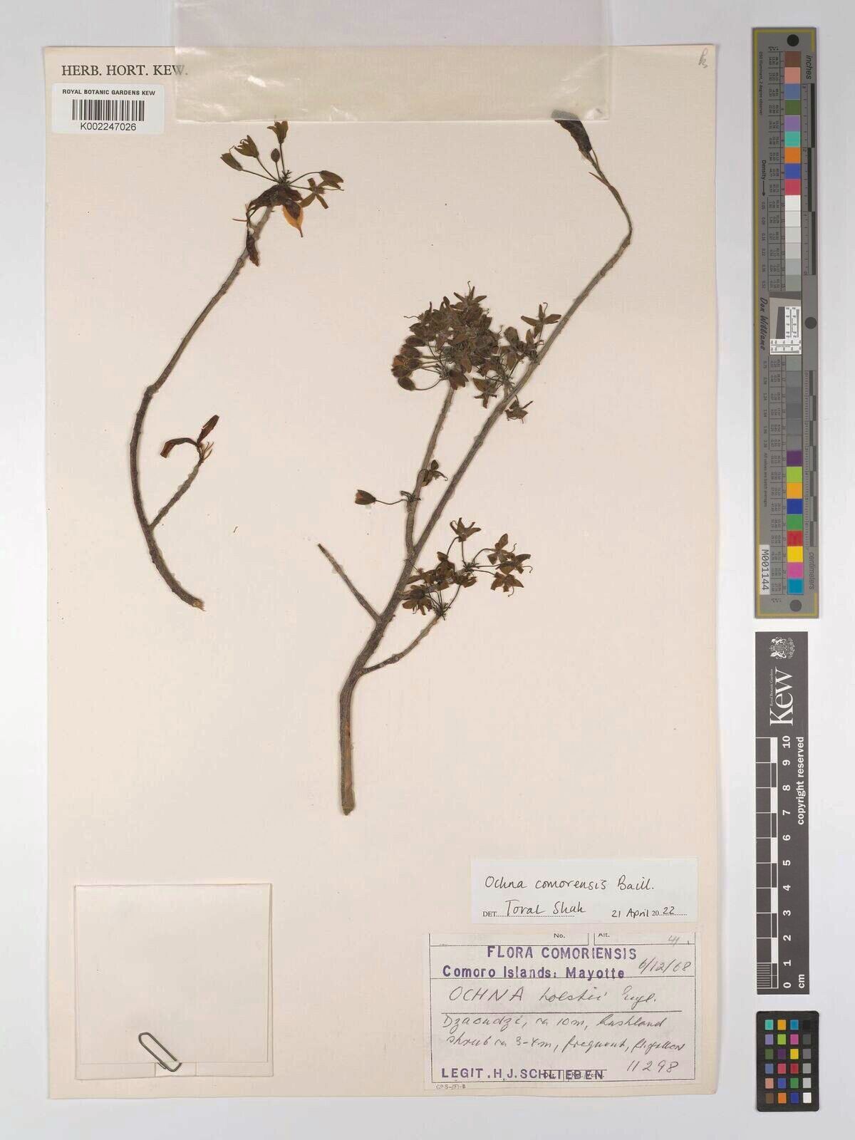 Ochna comorensis — houseplant care guide