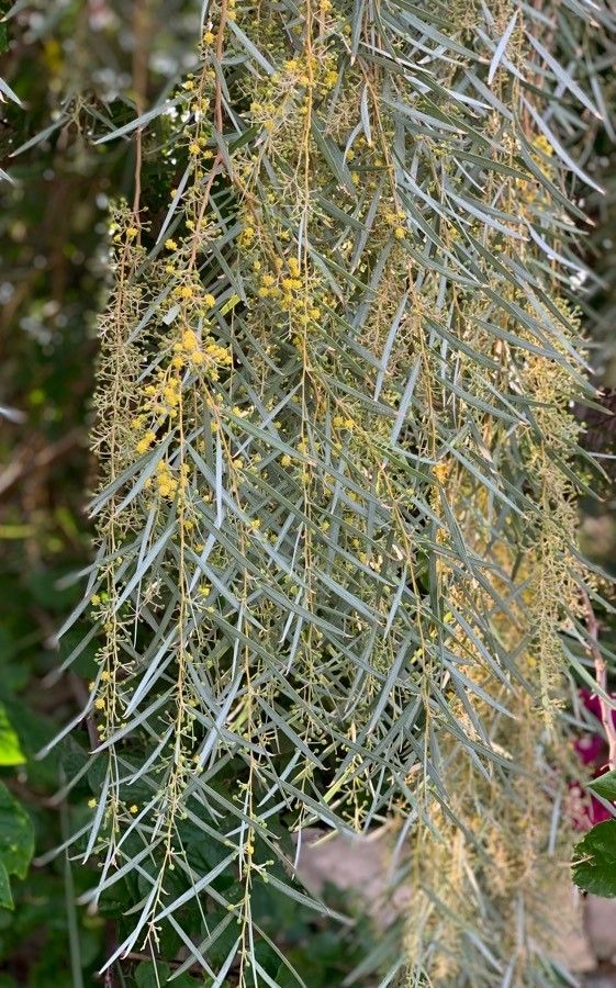 Acacia pendula flower