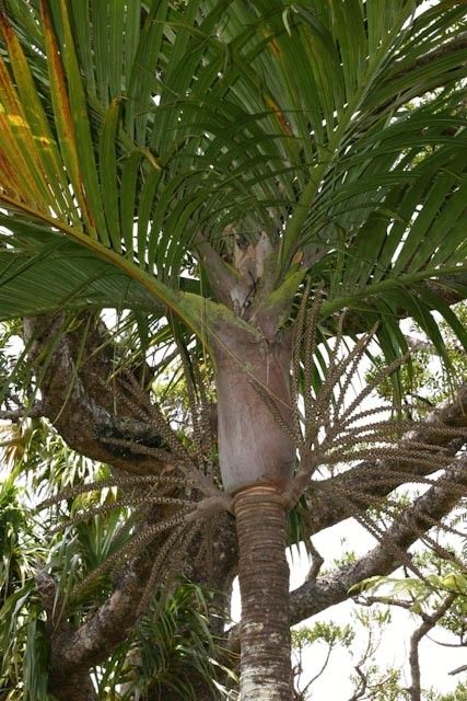 Basselinia moorei bark