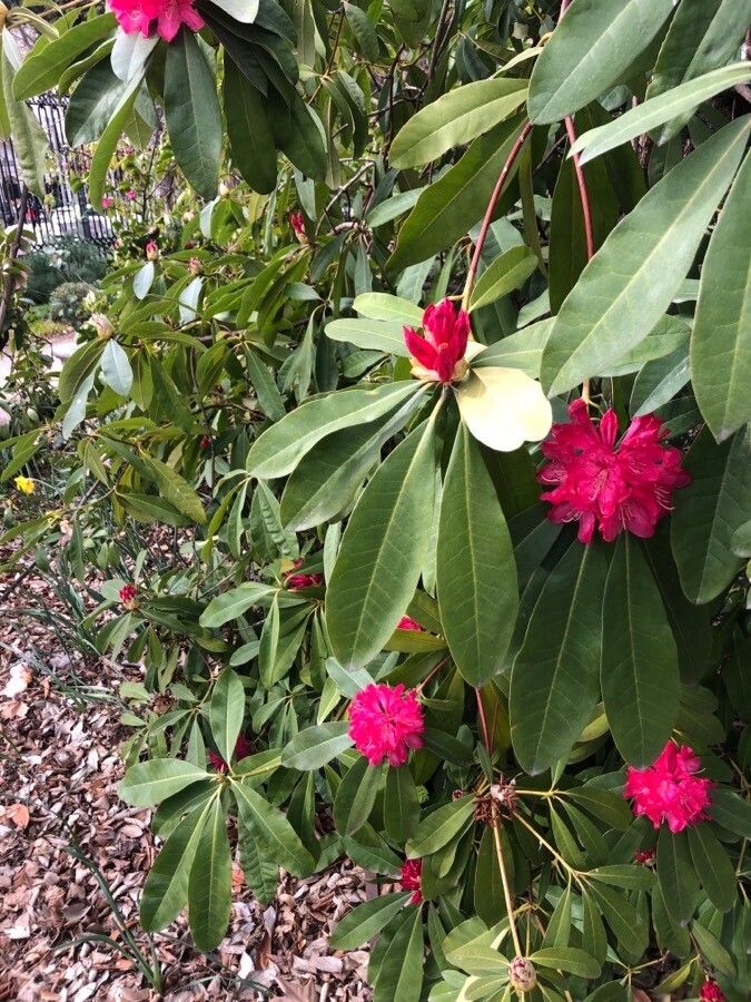 Rhododendron arboreum — search result for 'Himalayas'