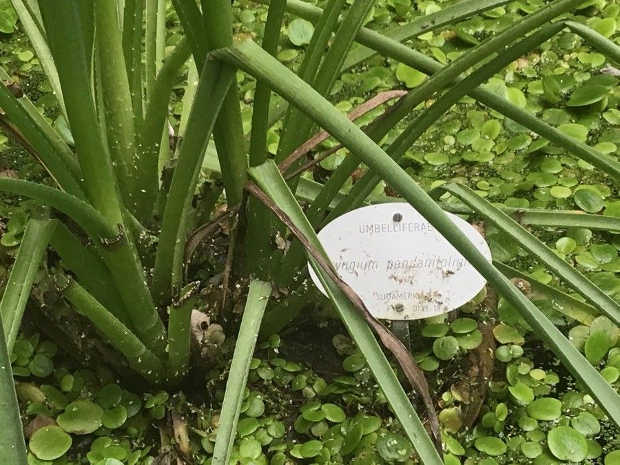 Eryngium pandanifolium leaf
