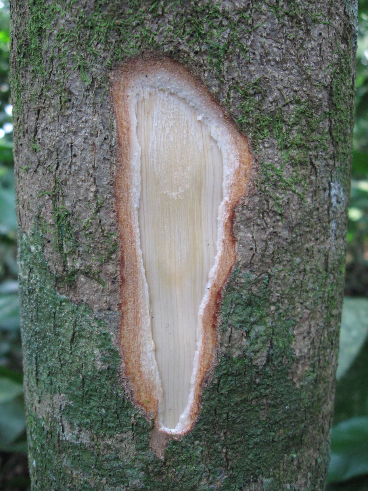 Synsepalum bequaertii bark