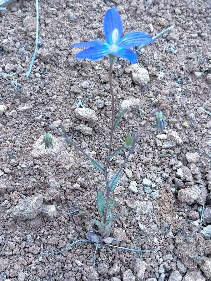 Campanula decumbens habit