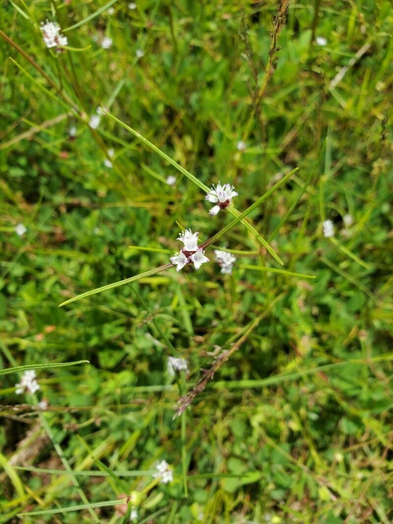 Spermacoce filifolia flower