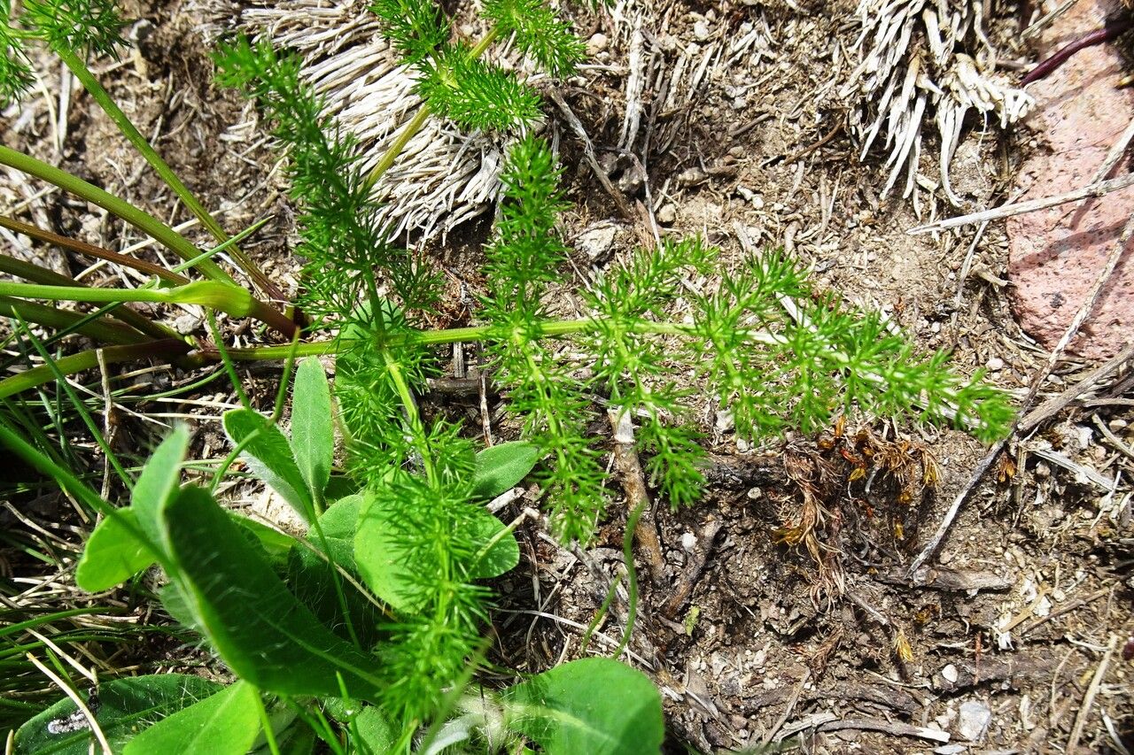 Meum athamanticum — search result for 'Apiaceae'