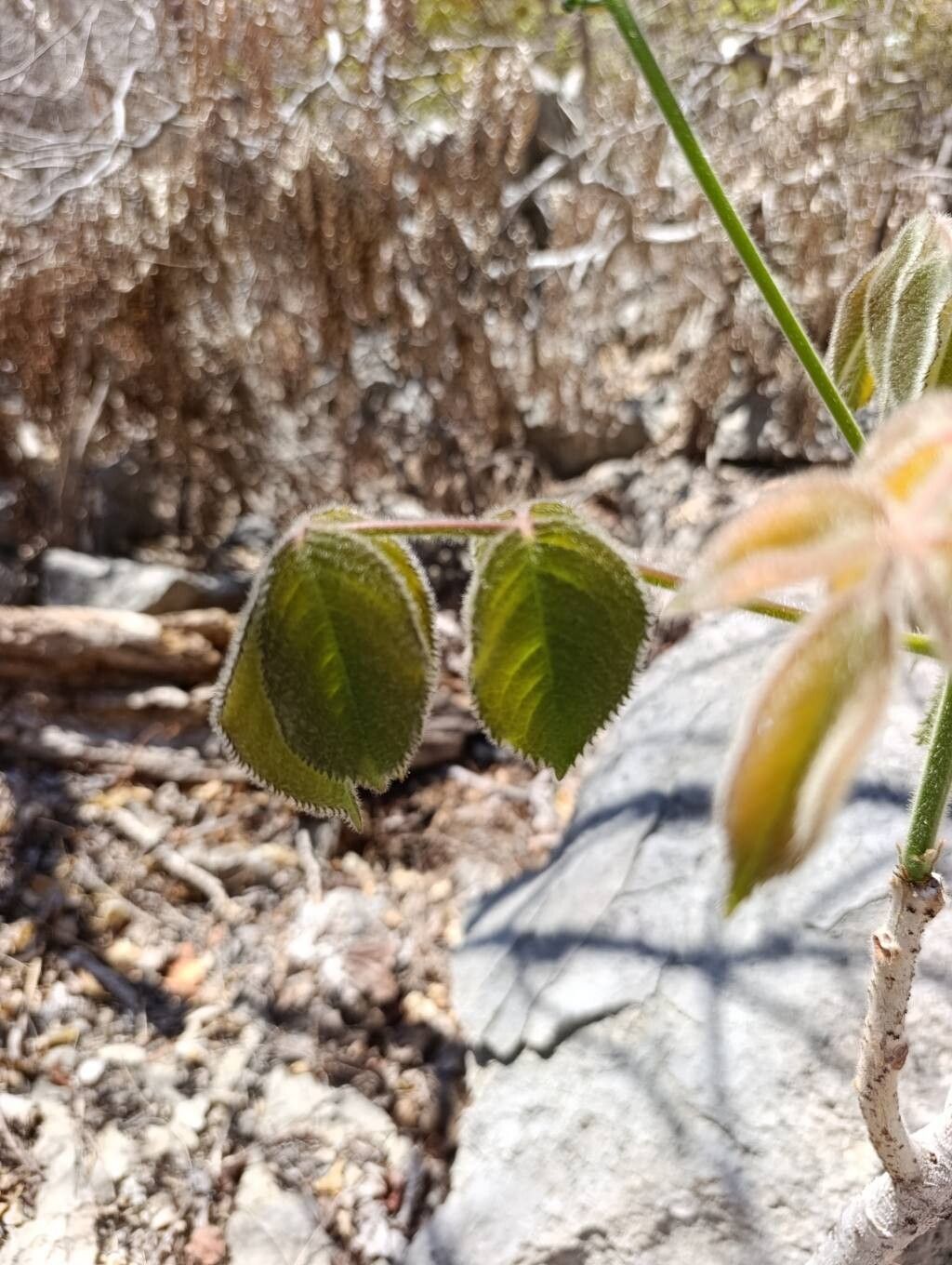 Commiphora grandifolia — houseplant care guide