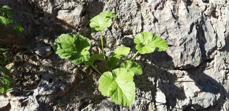 Erodium laciniatum — search result for 'Erodium'