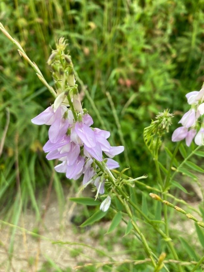 Galega officinalis flower