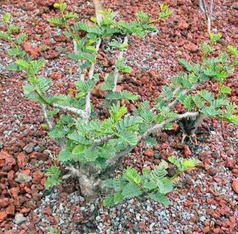 Senna meridionalis — search result for 'Senna'