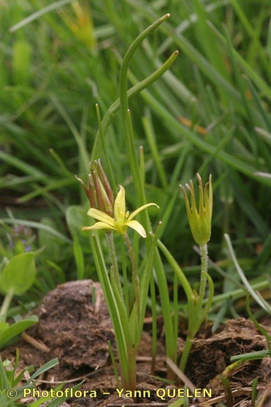 Gagea nevadensis habit
