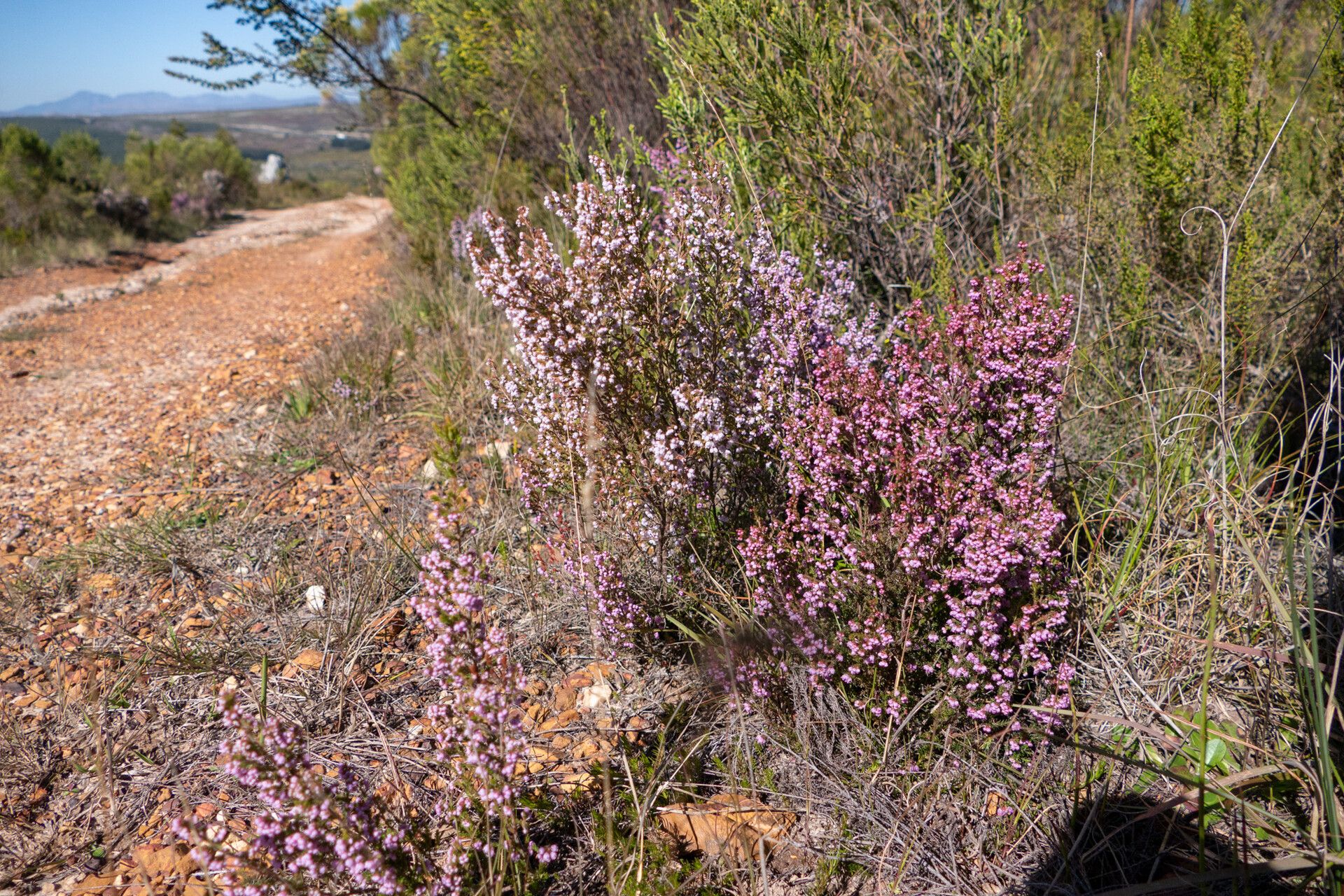 Erica quadrangularis habit