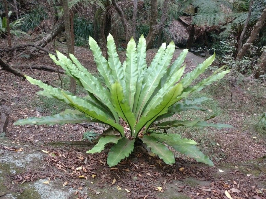 Asplenium australasicum habit