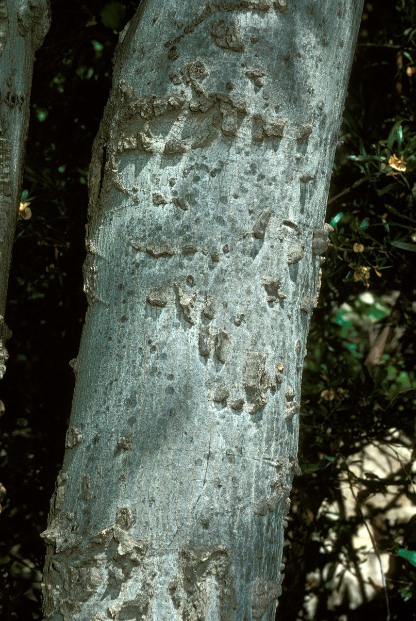 Aphananthe cuspidata bark