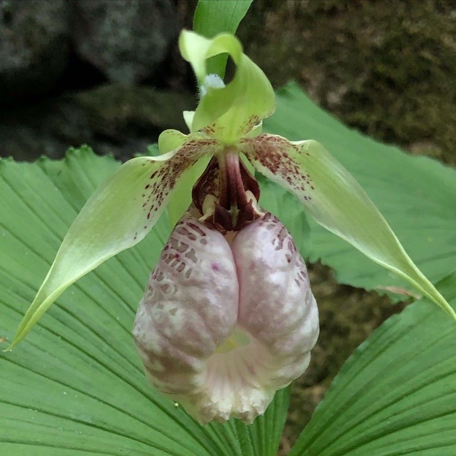 Cypripedium japonicum flower