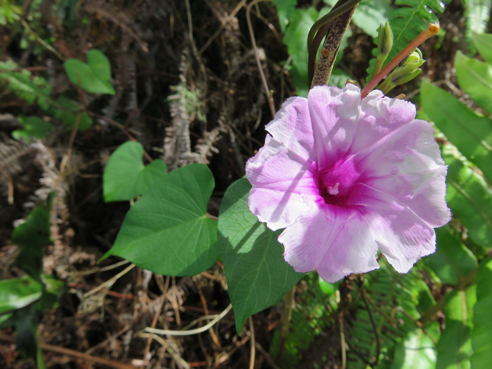 Ipomoea littoralis — houseplant care guide
