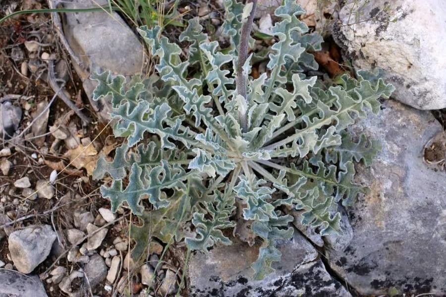 Verbascum pseudonobile — houseplant care guide