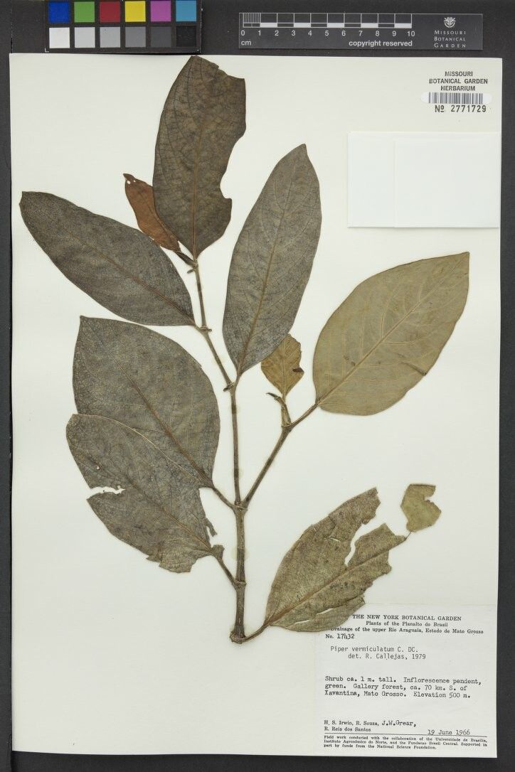 Piper vermiculatum — houseplant care guide