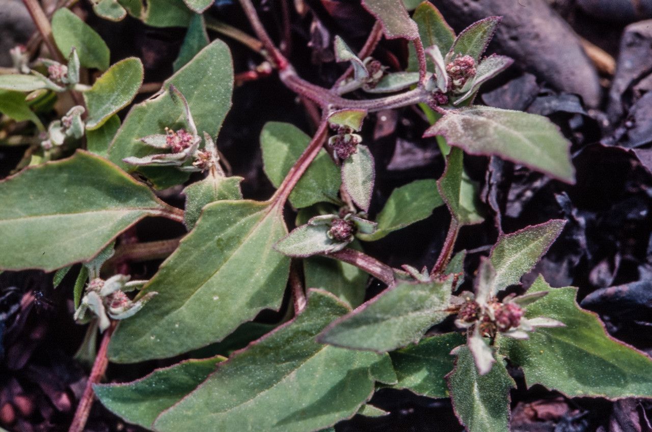 Atriplex glabriuscula — search result for 'Atriplex'
