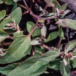 Atriplex glabriuscula