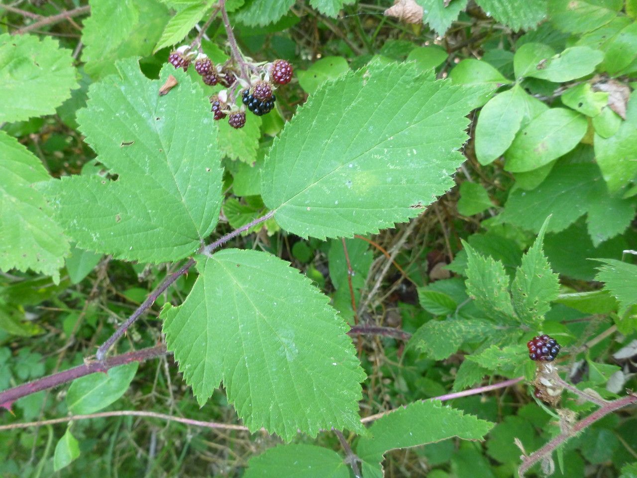 Rubus multifidus flower