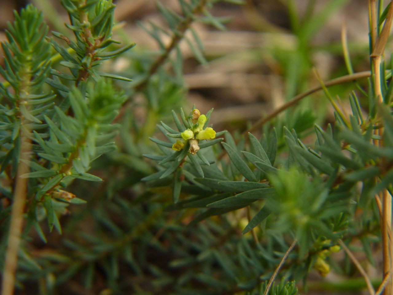 Thymelaea coridifolia habit
