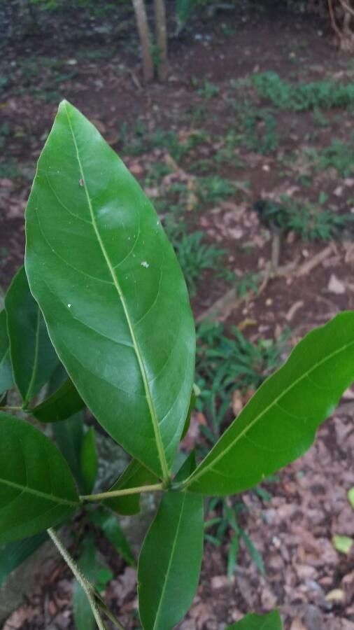 Inga jinicuil — search result for 'Inga'