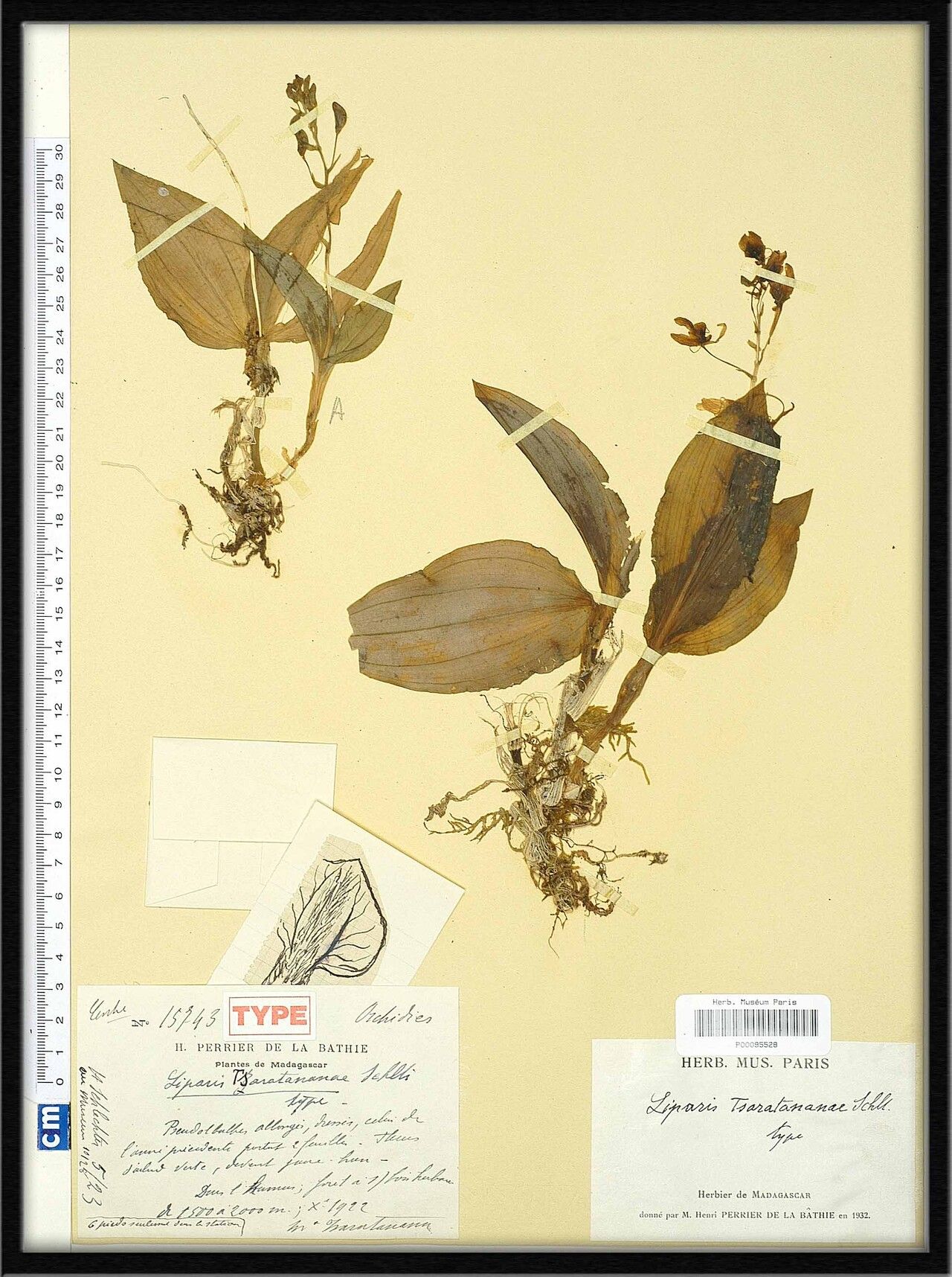 Liparis zaratananae — houseplant care guide