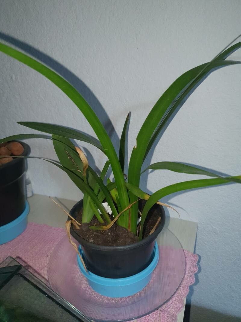 Coelogyne flaccida leaf