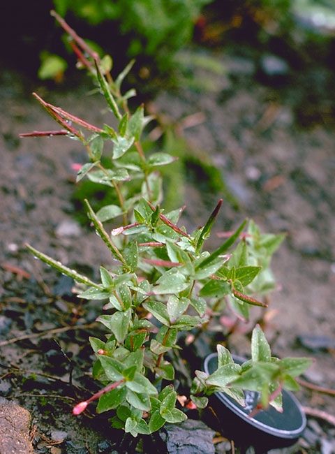 Epilobium mirabile habit
