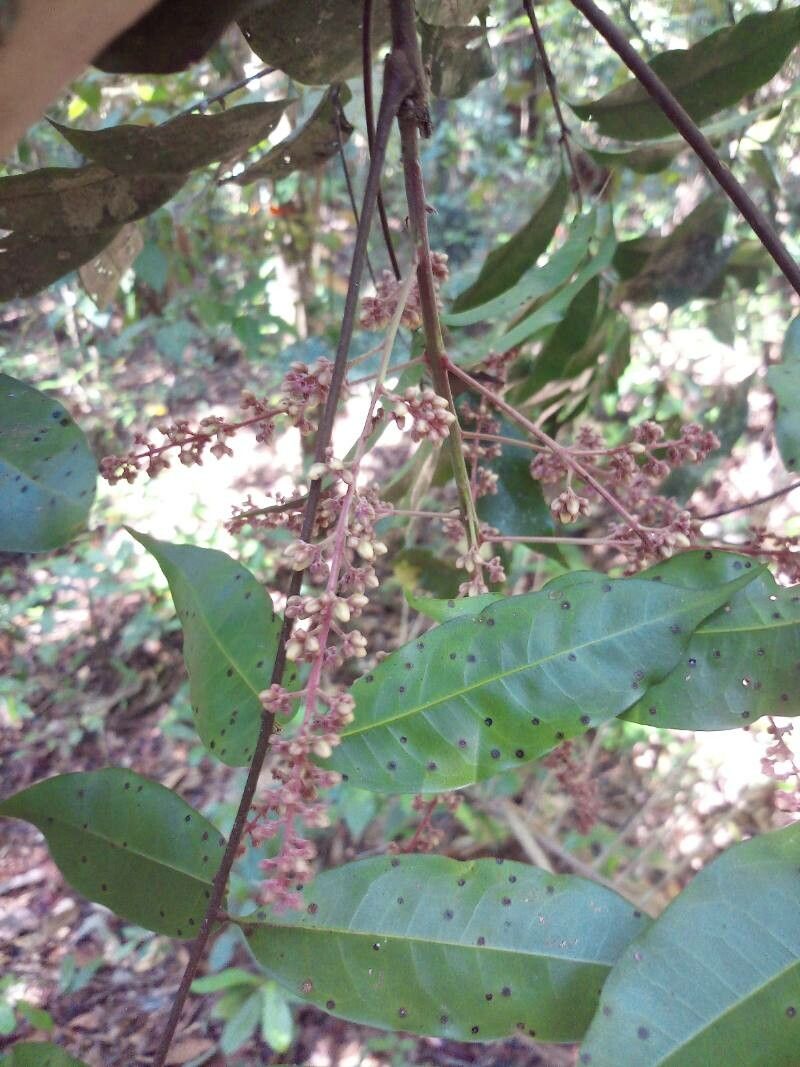 Talisia guianensis flower