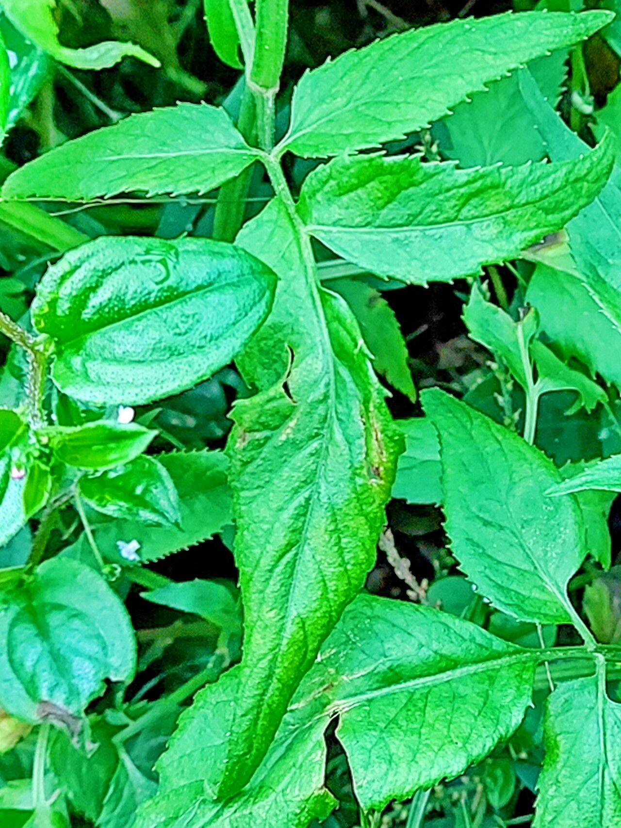 Sambucus gaudichaudiana — search result for 'Adoxaceae'