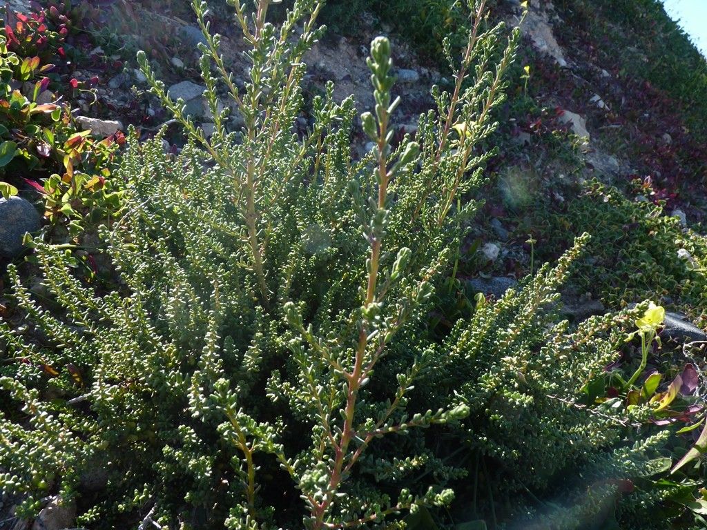 Atriplex glauca habit