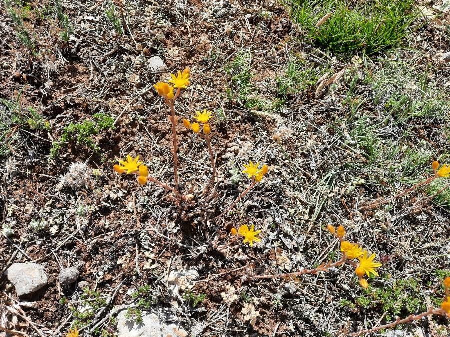 Sedum amplexicaule habit