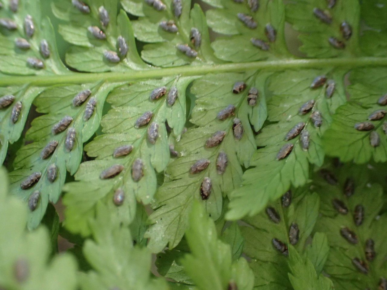 Diplazium caudatum fruit