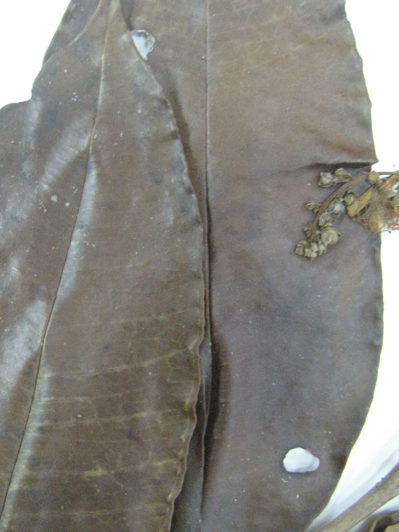 Eugenia polystachya — houseplant care guide