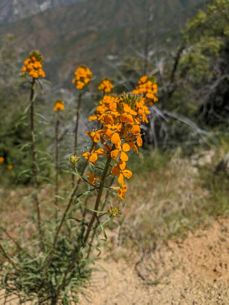 Erysimum perenne — search result for 'Erysimum'
