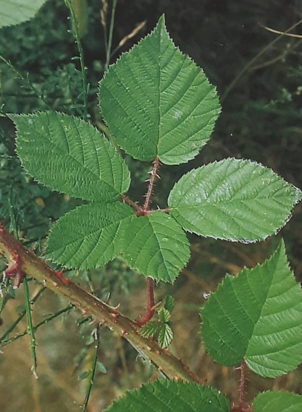 Rubus saxicola — houseplant care guide