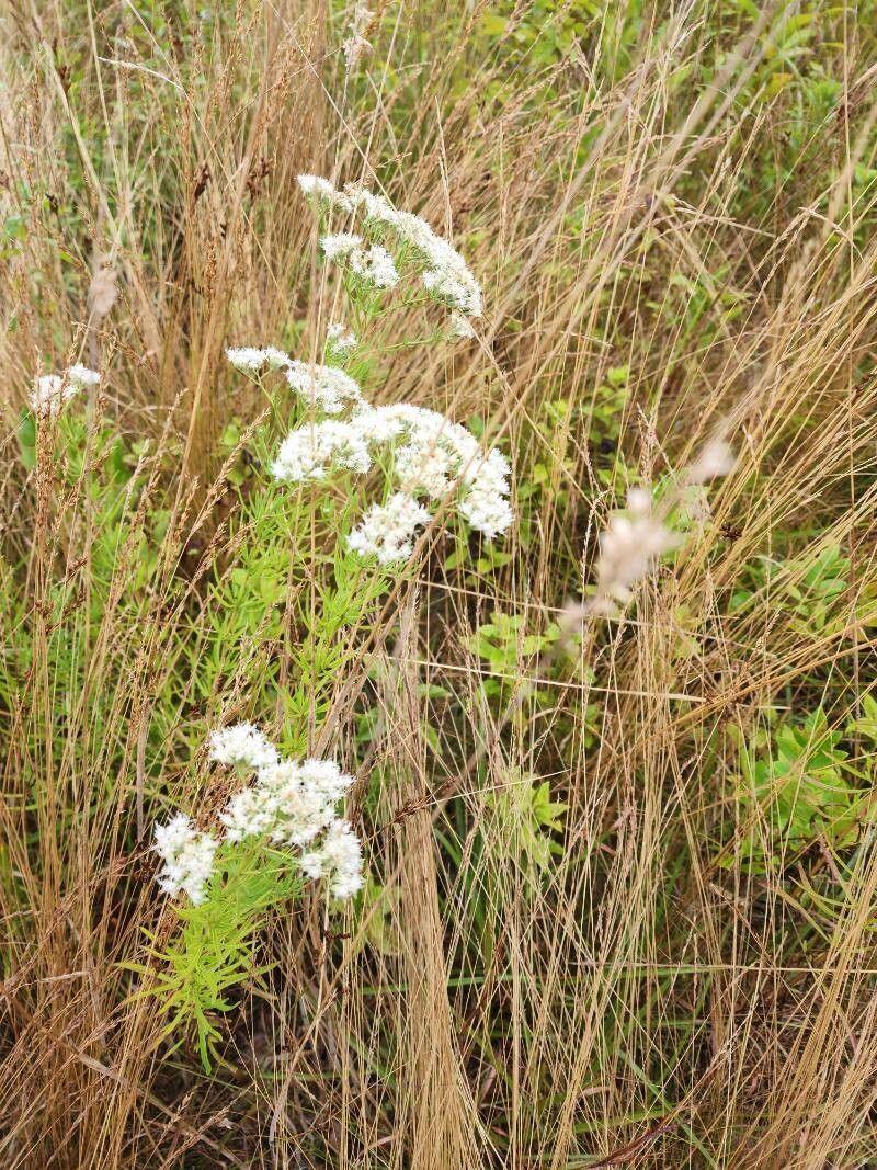Eupatorium mohrii — search result for 'Dominican Republic'