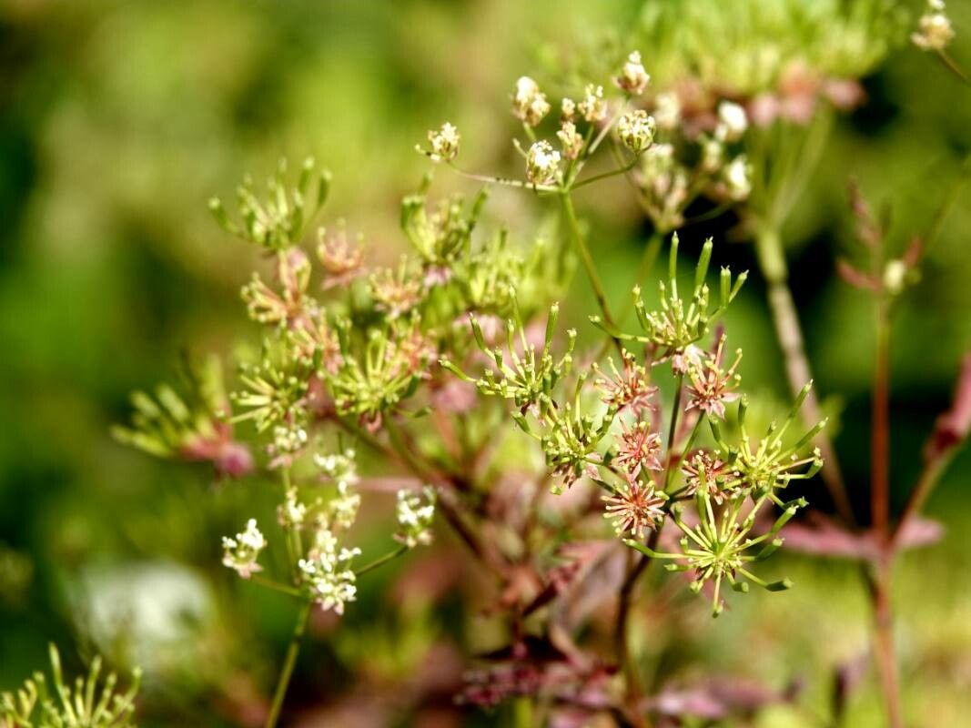 Chaerophyllum bulbosum flower