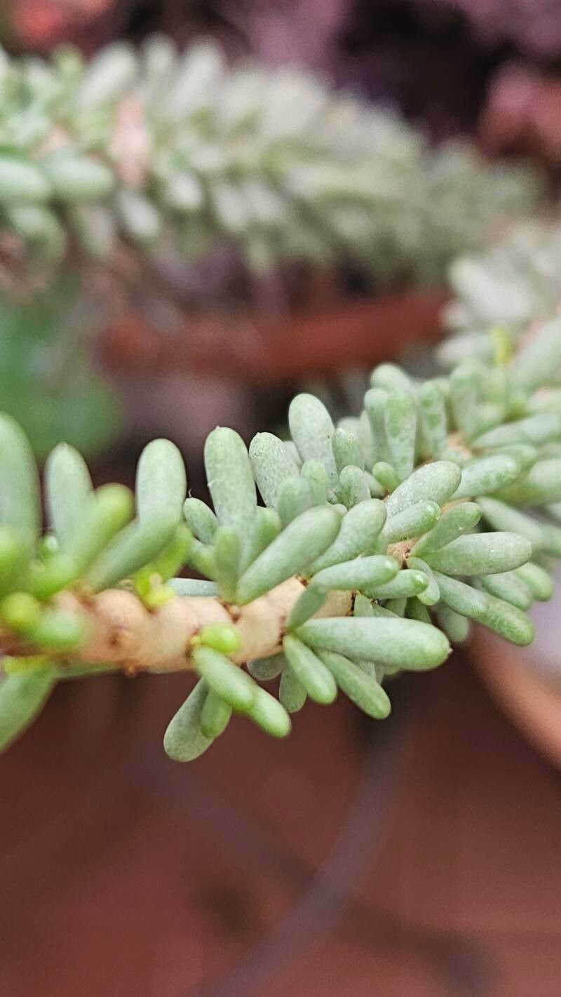 Portulacaria namaquensis leaf