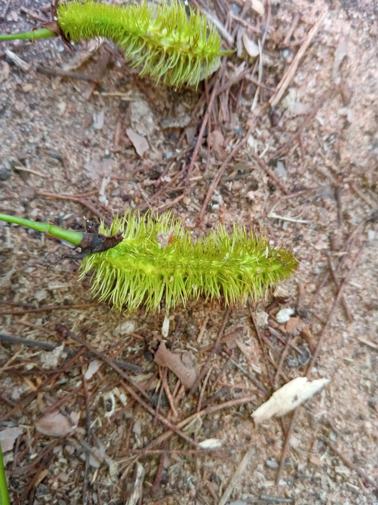 Ormocarpum drakei fruit