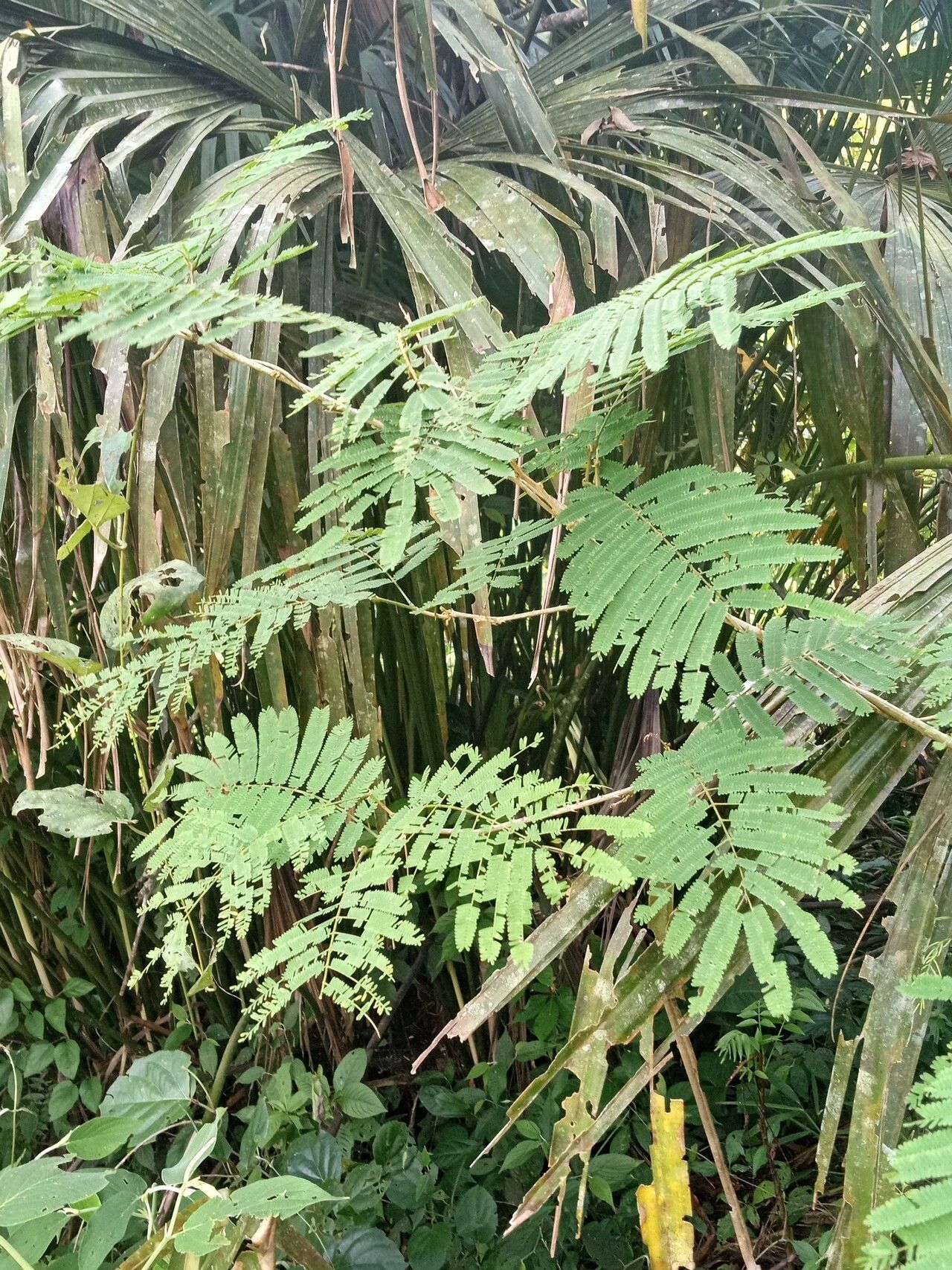 Senegalia amazonica — related species from the same genus