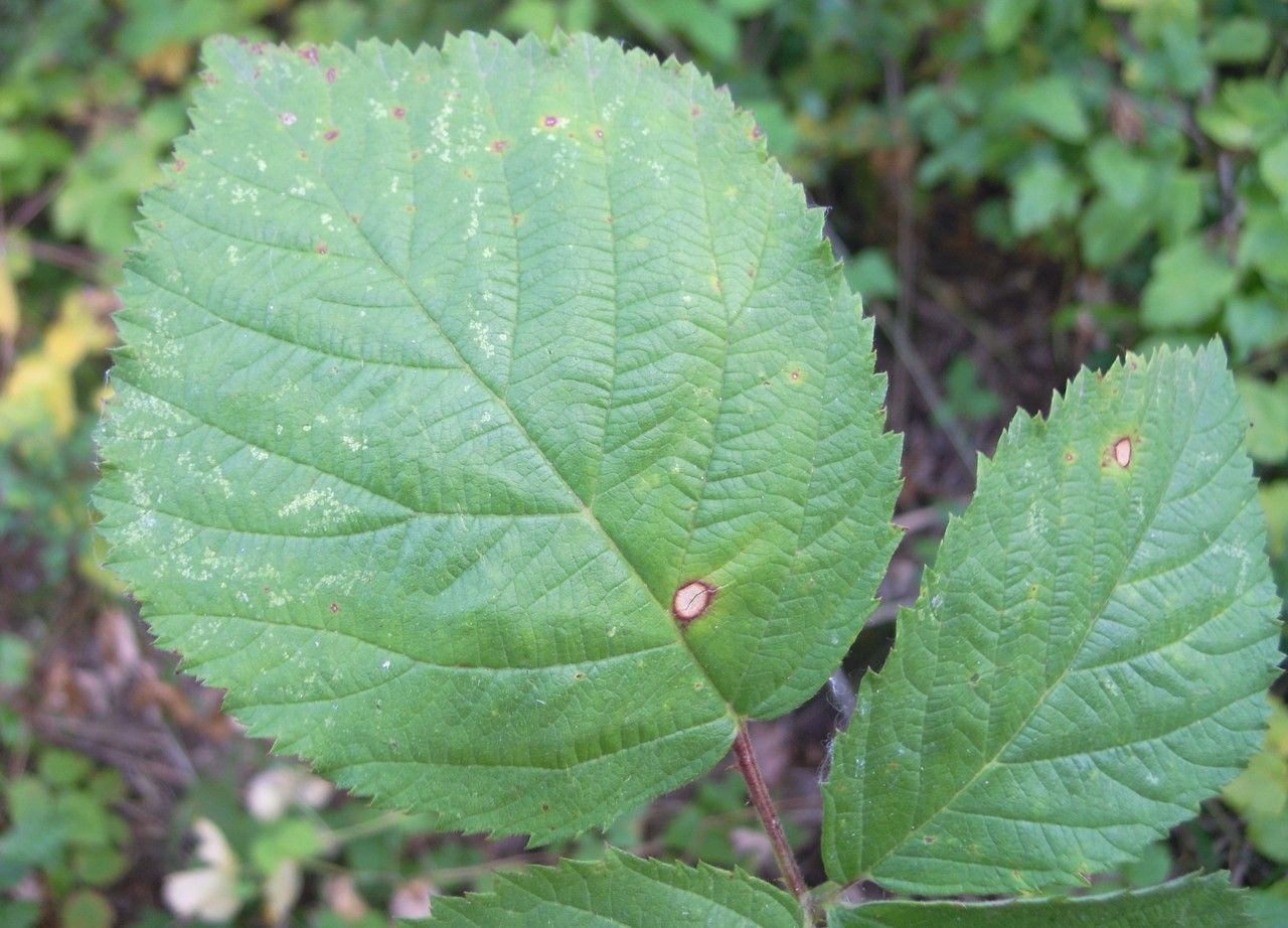 Rubus scabrosus — houseplant care guide