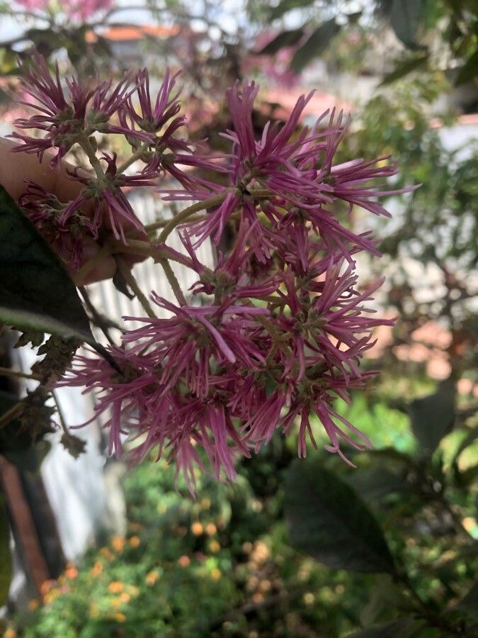 Chionanthus pubescens flower